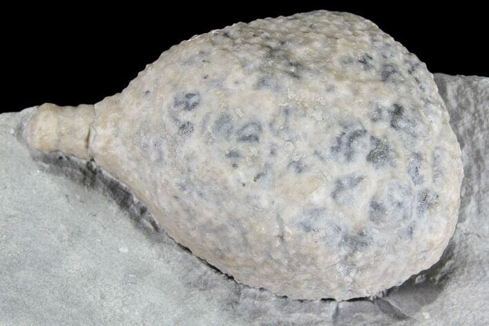 Cystoid Fossil (Holocystites) on Rock - Indiana #85701